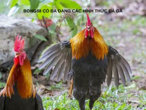 Bong88 có đa dạng các hình thức đá gà