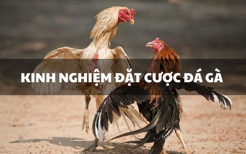 Kinh nghiệm đặt cược đá gà tại Sbobet từ cao thủ